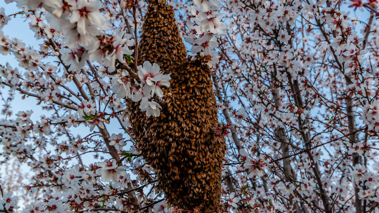 Bees pollinating almond blossoms